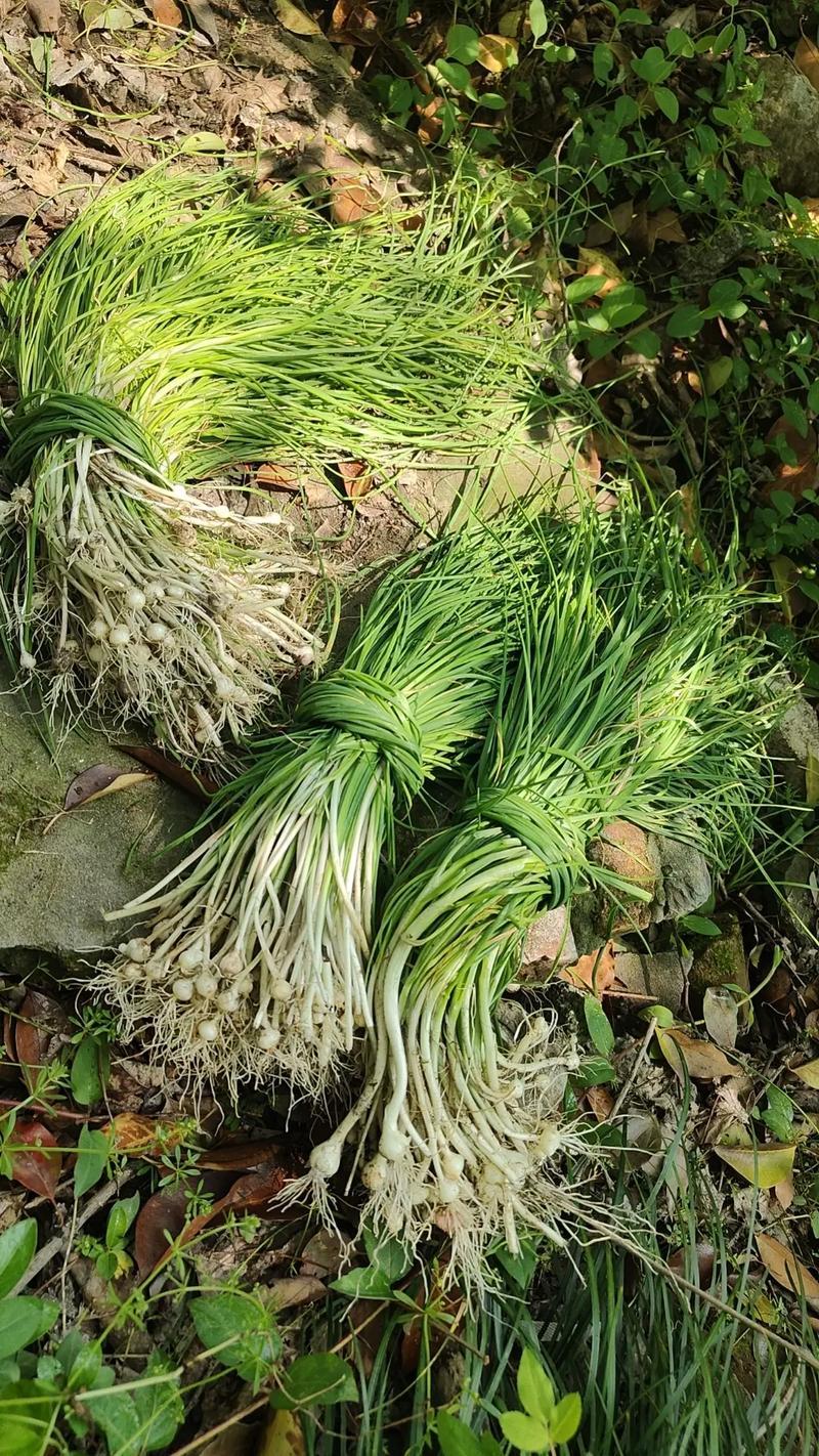 新鲜现挖河南本地野生小蒜葱春季尝鲜
