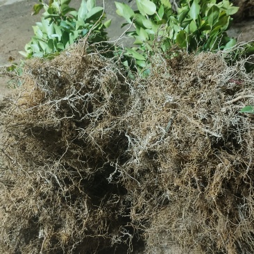 湘林201优质油茶嫁接苗