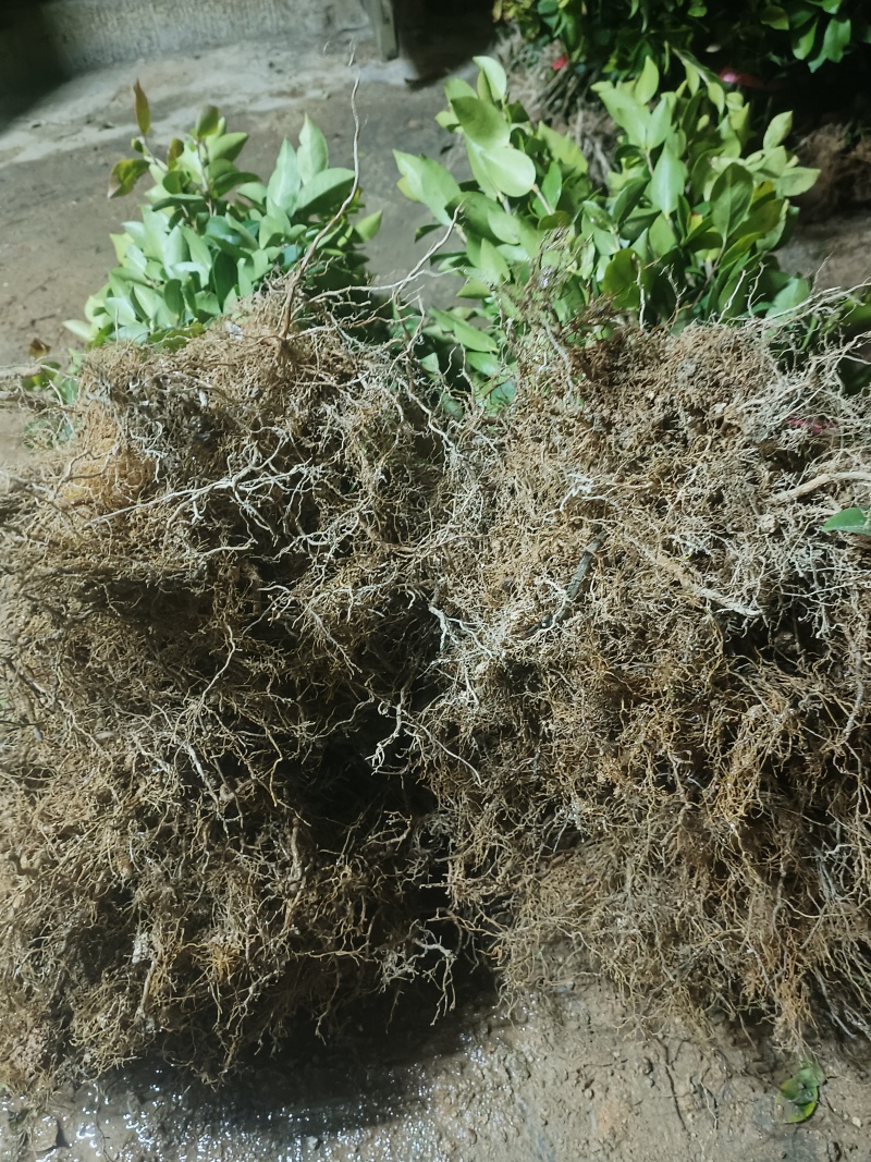 湘林201优质油茶嫁接苗