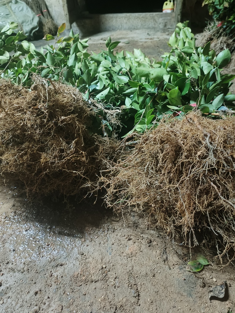 湘林201优质油茶嫁接苗