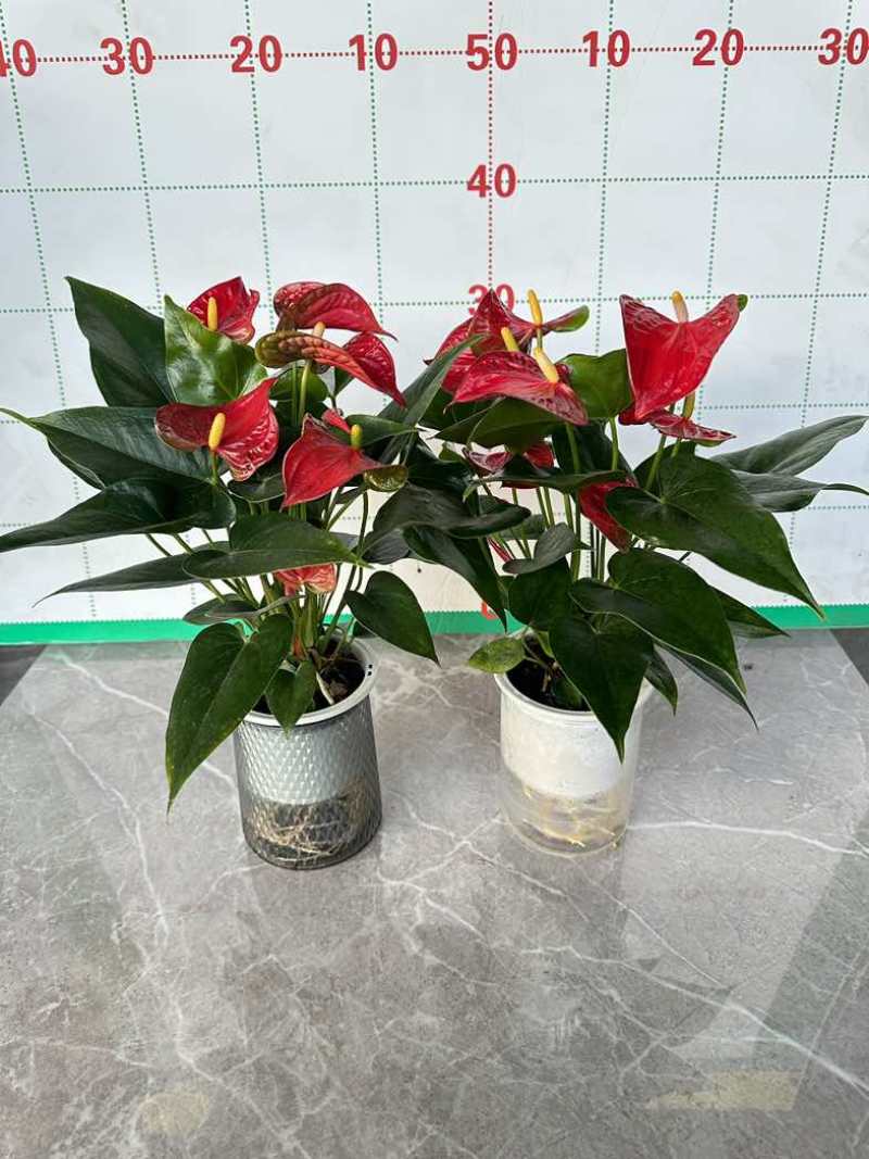 红掌盆栽一帆风顺八方来财室内桌面好养活花卉绿植年宵花过年送礼