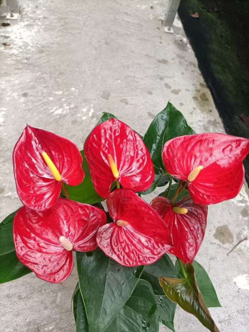 红掌盆栽一帆风顺八方来财室内桌面好养活花卉绿植年宵花过年送礼
