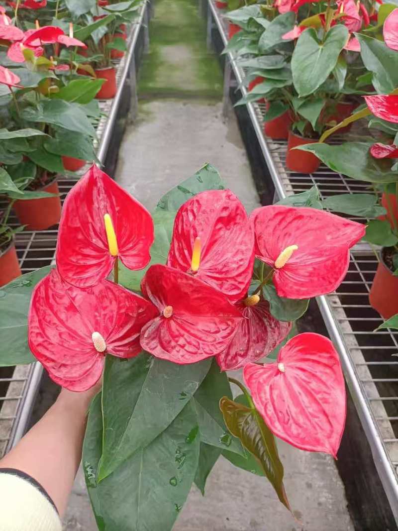 红掌盆栽一帆风顺八方来财室内桌面好养活花卉绿植年宵花过年送礼