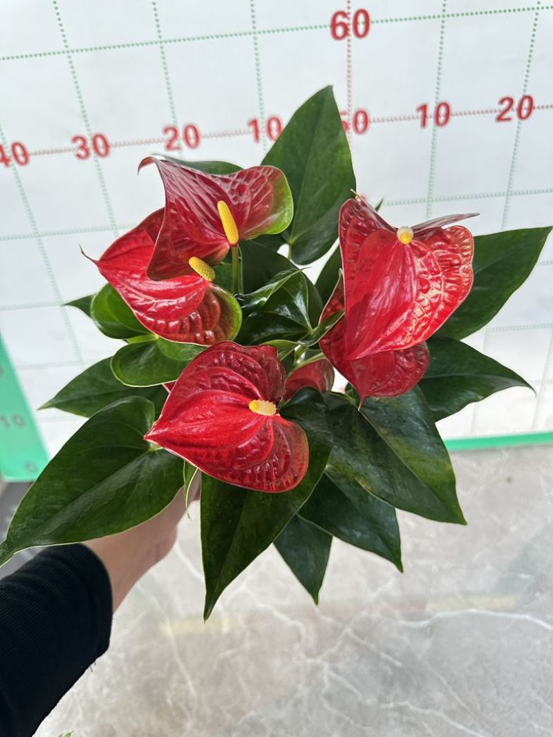 红掌盆栽一帆风顺八方来财室内桌面好养活花卉绿植年宵花过年送礼