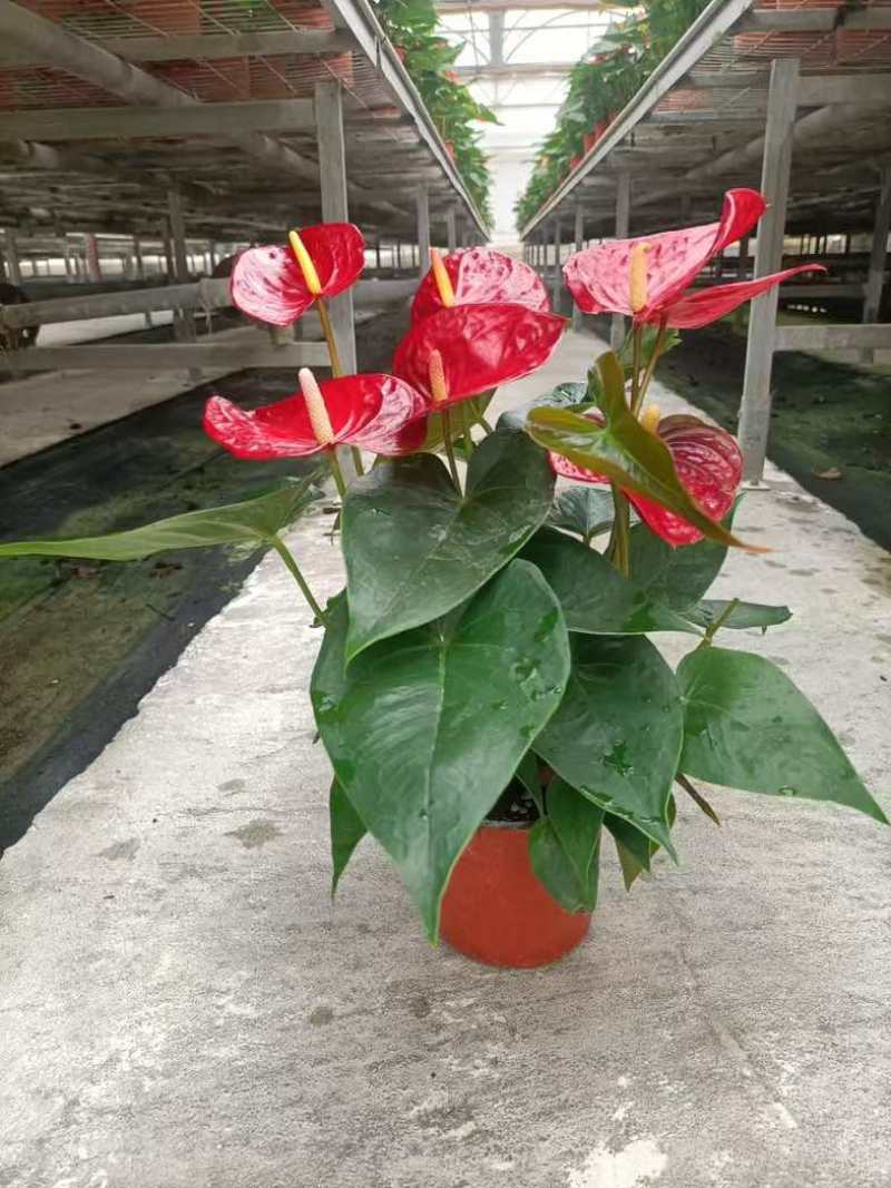 红掌盆栽一帆风顺八方来财室内桌面好养活花卉绿植年宵花过年送礼