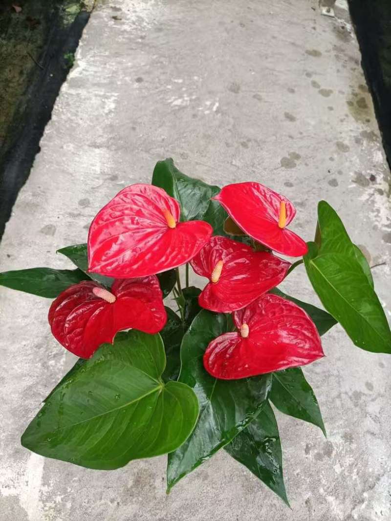 红掌盆栽一帆风顺八方来财室内桌面好养活花卉绿植年宵花过年送礼