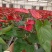 红掌盆栽一帆风顺八方来财室内桌面好养活花卉绿植年宵花过年送礼