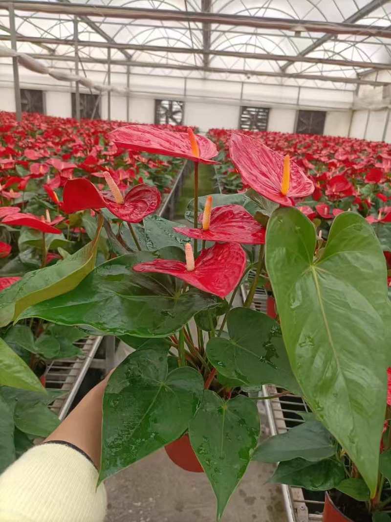 红掌盆栽一帆风顺八方来财室内桌面好养活花卉绿植年宵花过年送礼