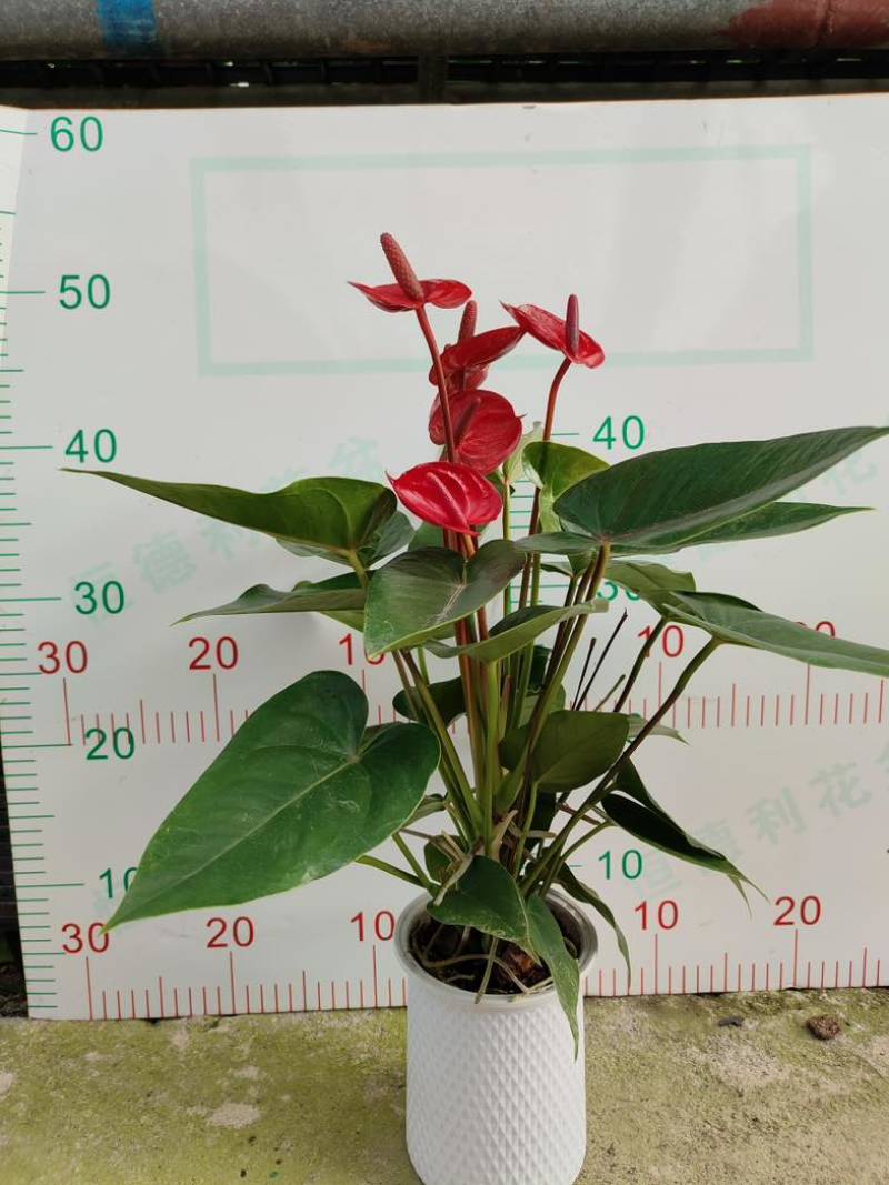 红掌盆栽一帆风顺八方来财室内桌面好养活花卉绿植年宵花过年送礼