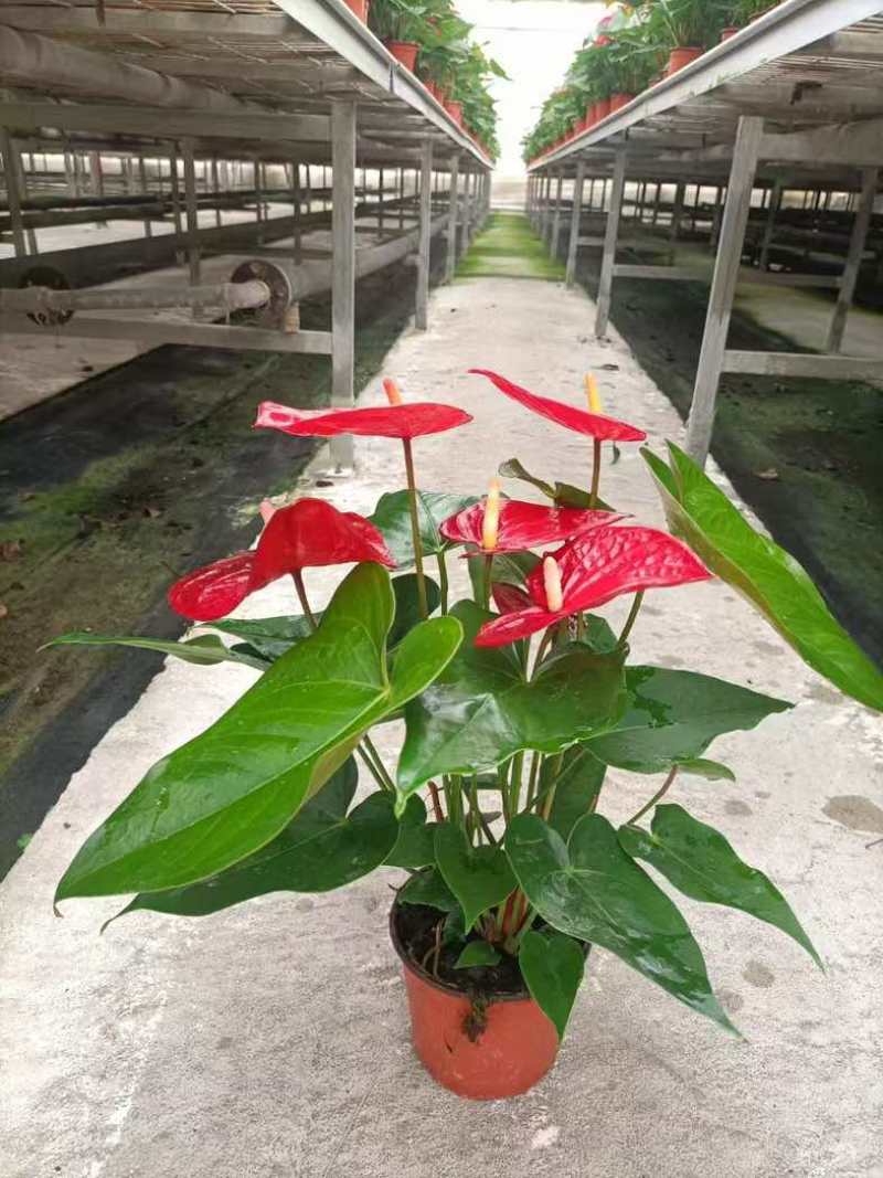 红掌盆栽一帆风顺八方来财室内桌面好养活花卉绿植年宵花过年送礼