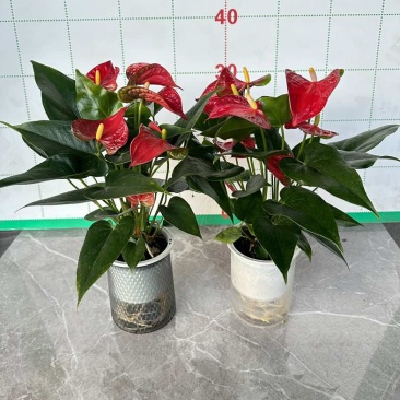 红掌盆栽一帆风顺八方来财室内桌面好养活花卉绿植年宵花过年送礼