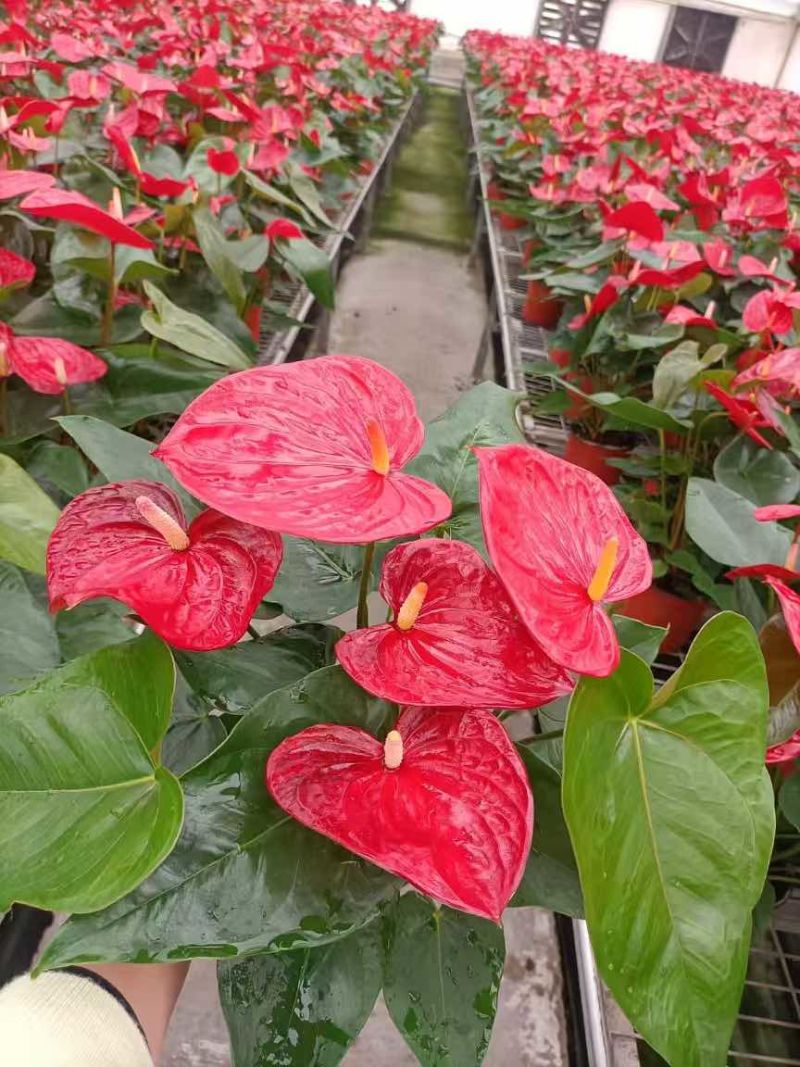 红掌盆栽一帆风顺八方来财室内桌面好养活花卉绿植年宵花过年送礼