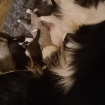 边牧幼犬出售