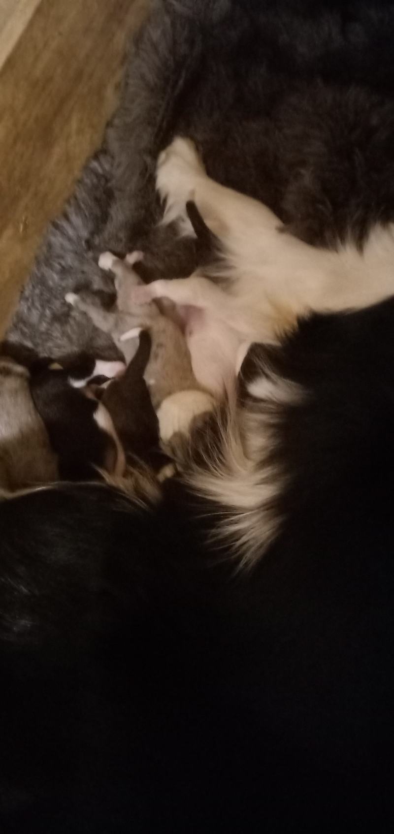 边牧幼犬出售