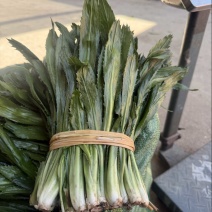 盈江新鲜大香菜源头产地一手货源品质保证