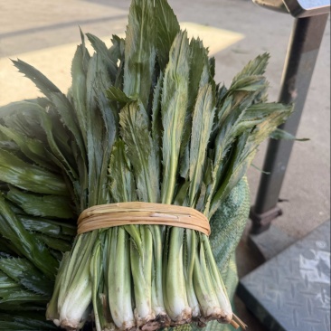 盈江新鲜大香菜源头产地一手货源品质保证