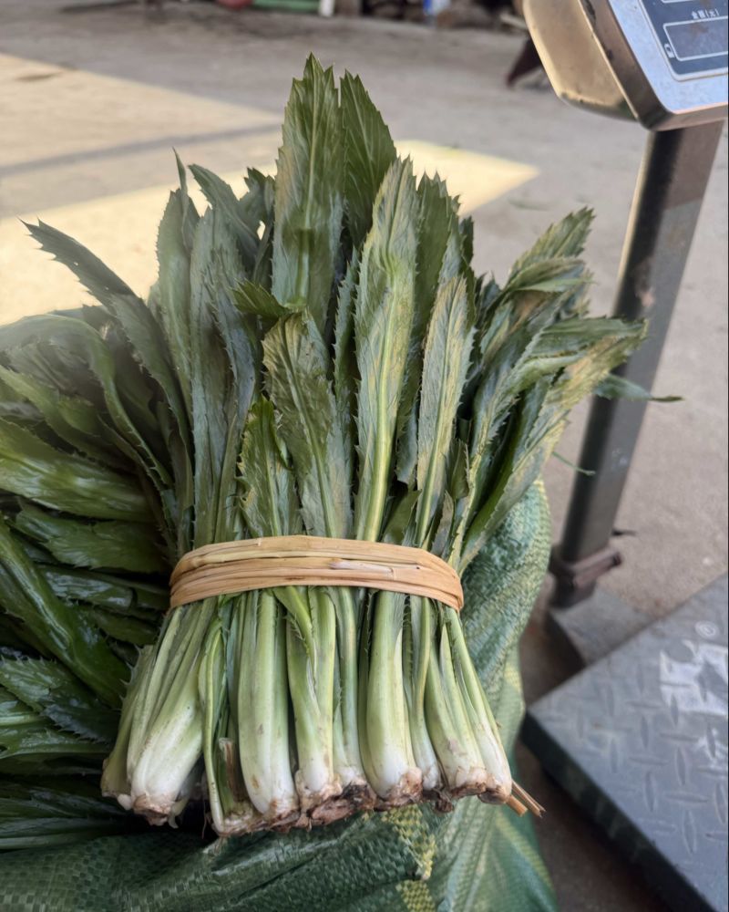 盈江新鲜大香菜源头产地一手货源品质保证