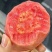 福建漳州红心芭乐直销