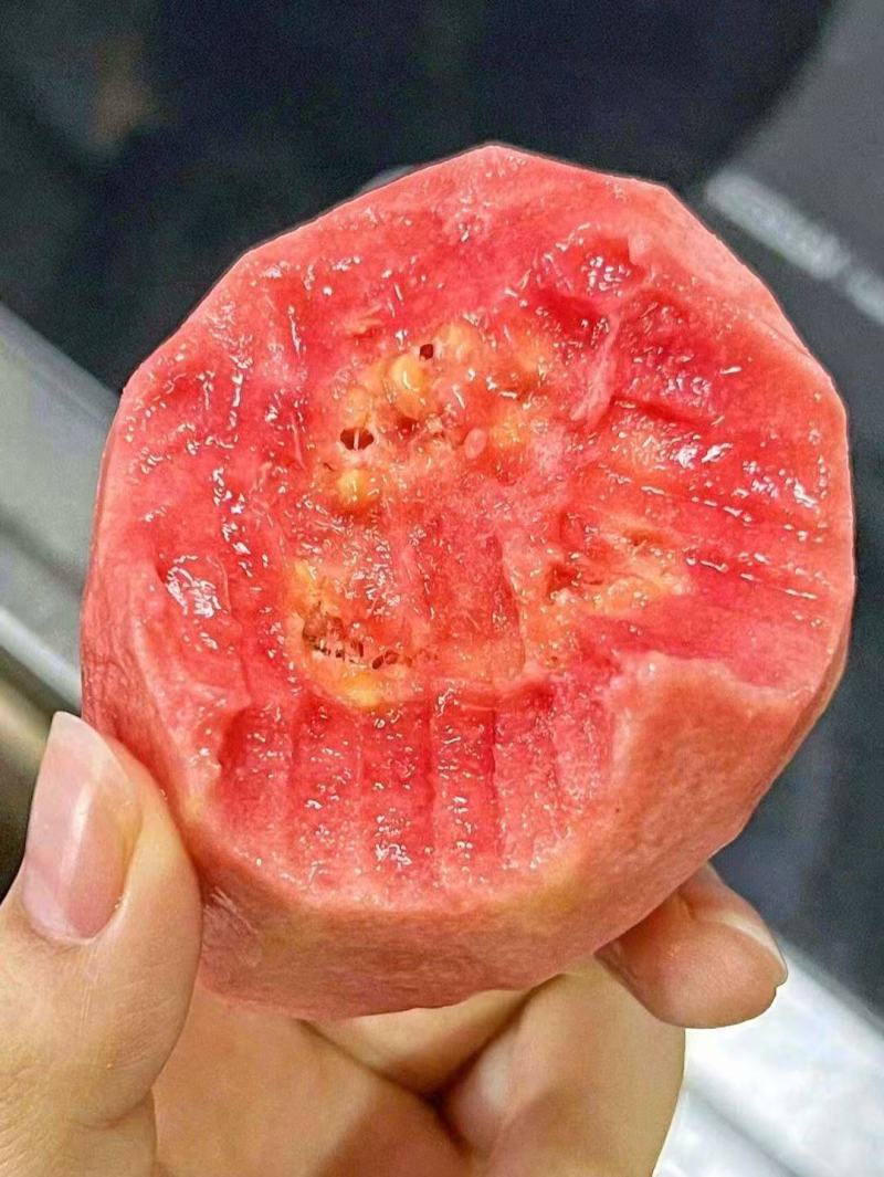 福建漳州红心芭乐直销