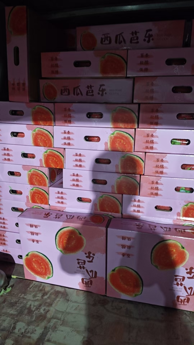 福建漳州红心芭乐直销