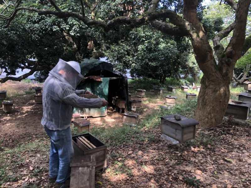 广东阳江深山鸭脚木冬蜜农户自养野生鸭脚木冬蜜土蜂蜜广东特有冬