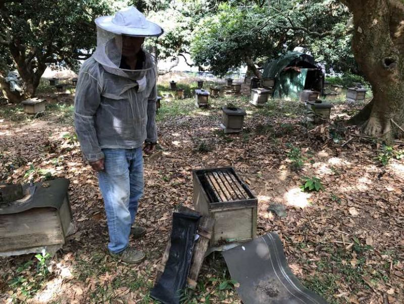 广东阳江深山鸭脚木冬蜜农户自养野生鸭脚木冬蜜土蜂蜜广东特有冬