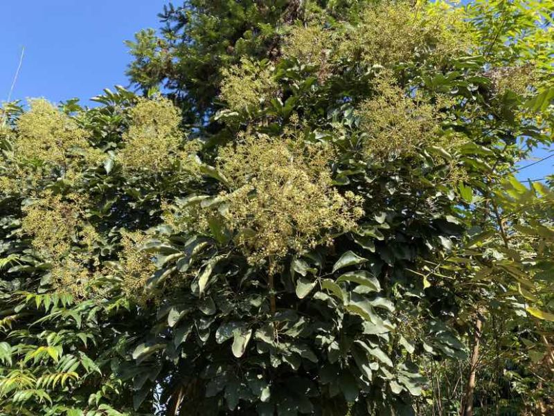 广东阳江深山鸭脚木冬蜜农户自养野生鸭脚木冬蜜土蜂蜜广东特有冬
