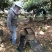 广东阳江深山鸭脚木冬蜜农户自养野生鸭脚木冬蜜土蜂蜜广东特有冬