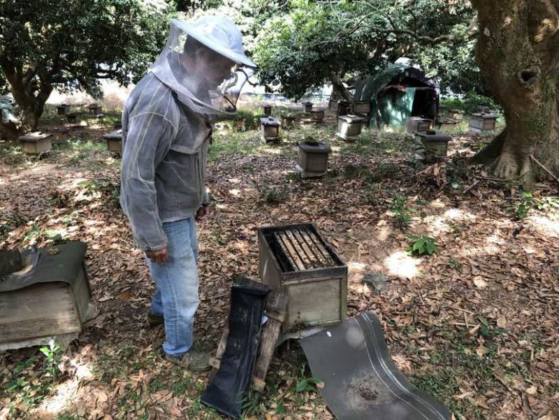 广东阳江深山鸭脚木冬蜜农户自养野生鸭脚木冬蜜土蜂蜜广东特有冬