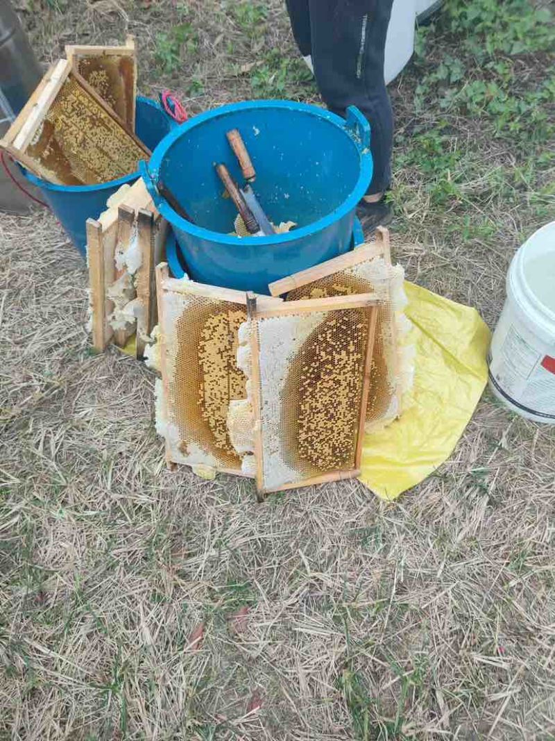 广东阳江深山鸭脚木冬蜜农户自养野生鸭脚木冬蜜土蜂蜜广东特有冬
