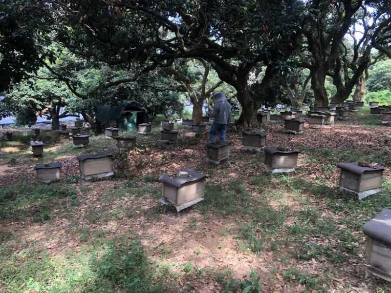 广东阳江深山鸭脚木冬蜜农户自养野生鸭脚木冬蜜土蜂蜜广东特有冬