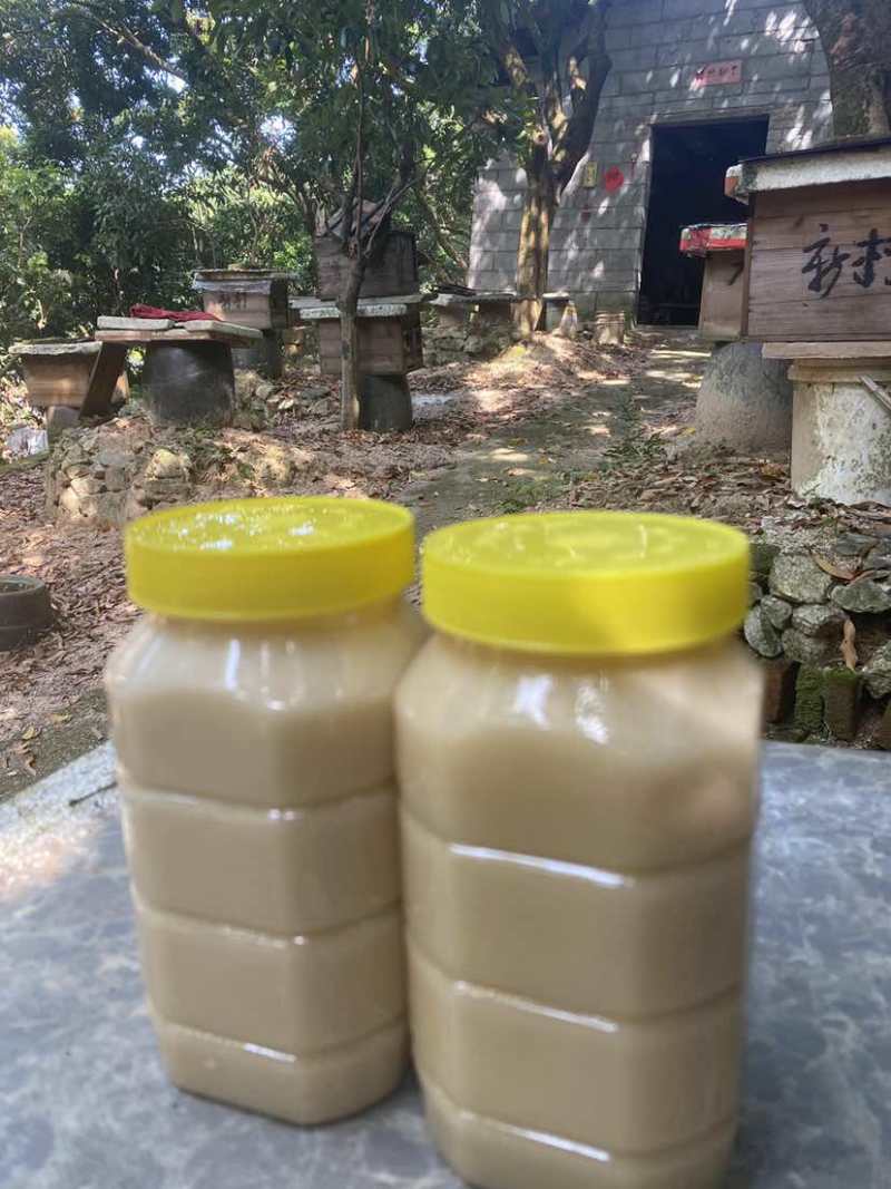 广东阳江深山鸭脚木冬蜜农户自养野生鸭脚木冬蜜土蜂蜜广东特有冬