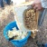 广东阳江深山鸭脚木冬蜜农户自养野生鸭脚木冬蜜土蜂蜜广东特有冬