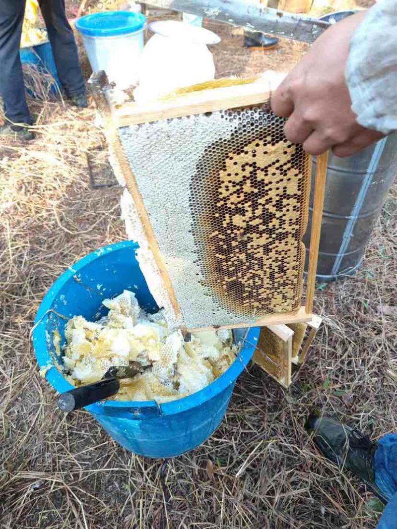 广东阳江深山鸭脚木冬蜜农户自养野生鸭脚木冬蜜土蜂蜜广东特有冬