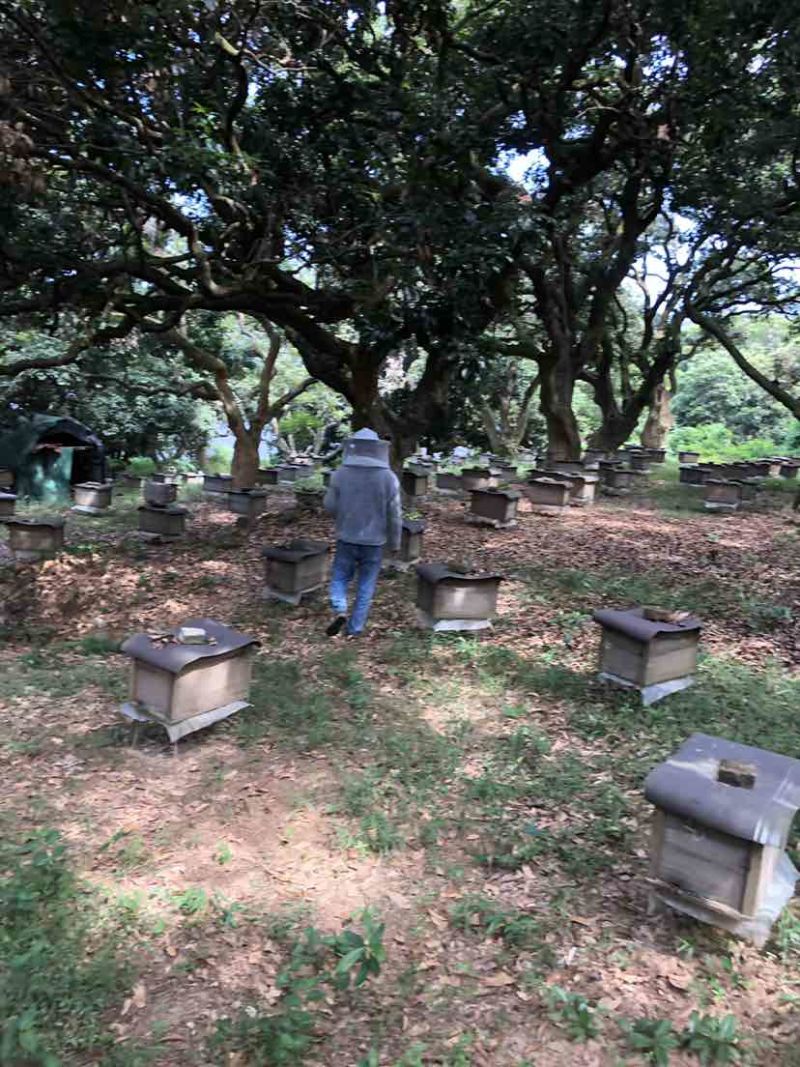 广东阳江深山鸭脚木冬蜜农户自养野生鸭脚木冬蜜土蜂蜜广东特有冬