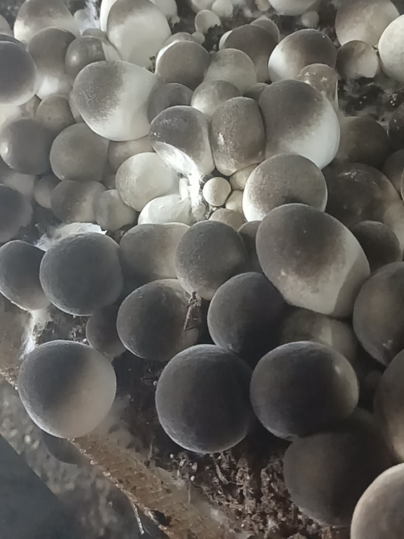 新鲜草菇