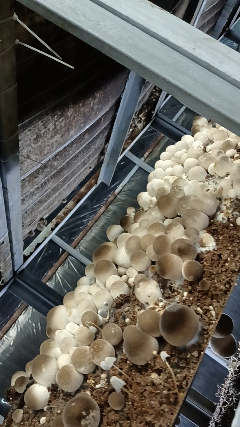 新鲜草菇