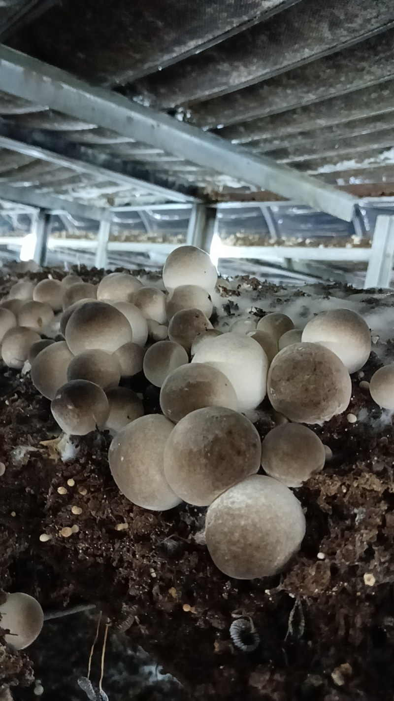 新鲜草菇