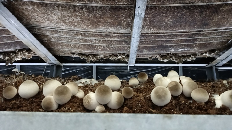 新鲜草菇
