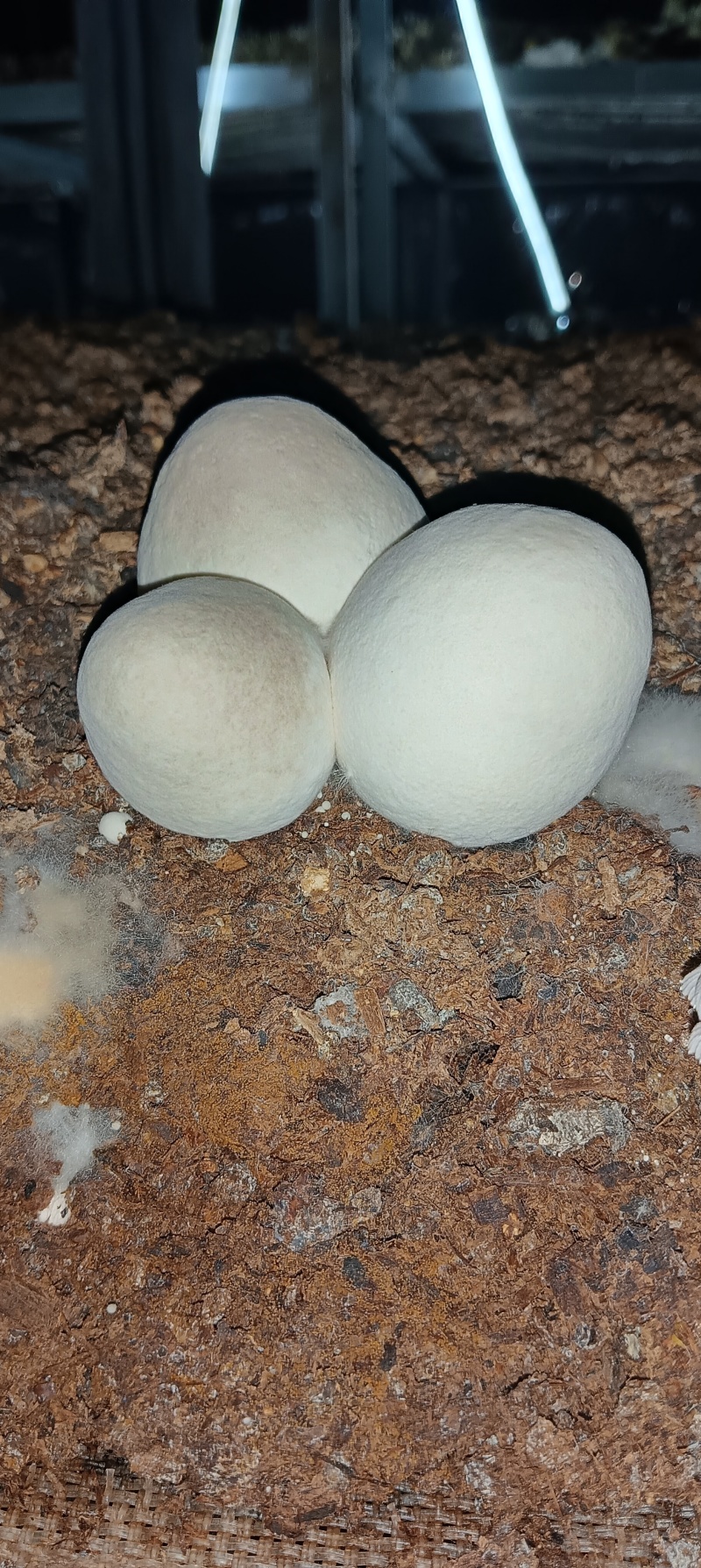 新鲜草菇