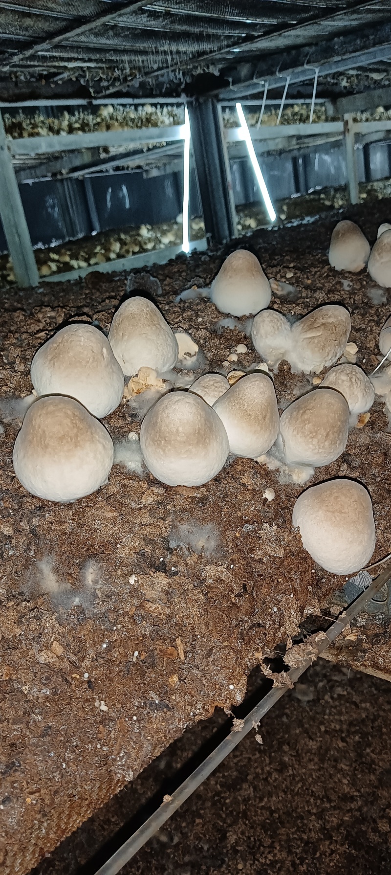 新鲜草菇