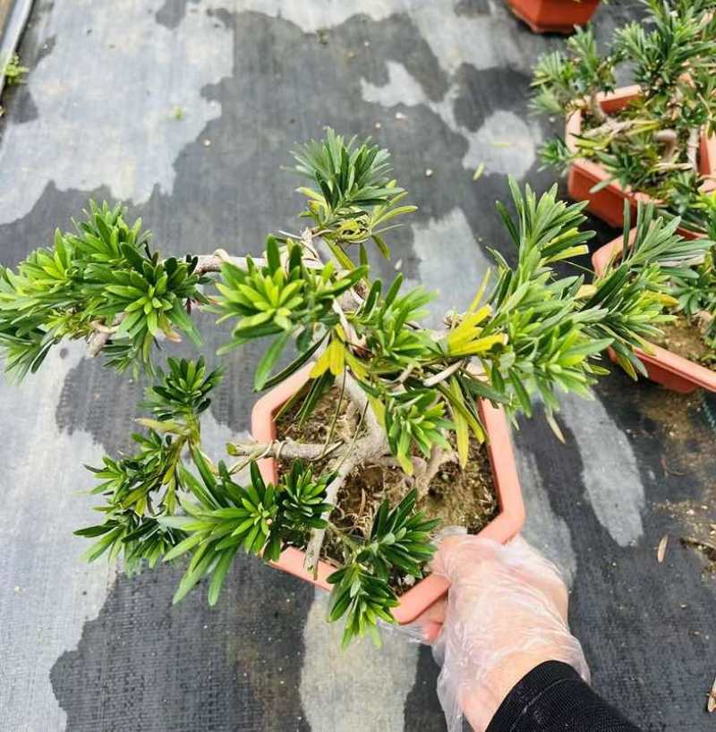 罗汉松绿植办公室桌面好养盆栽