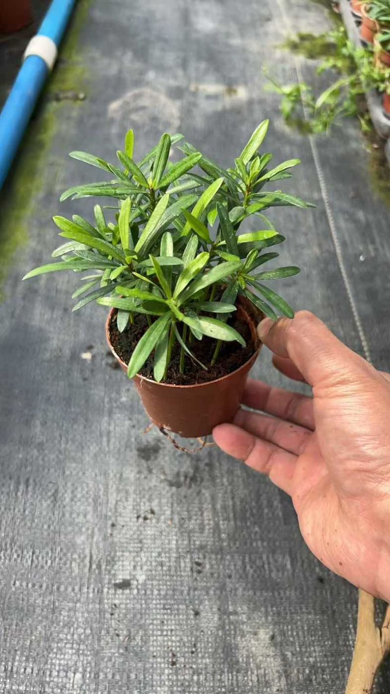 罗汉松绿植办公室桌面好养盆栽