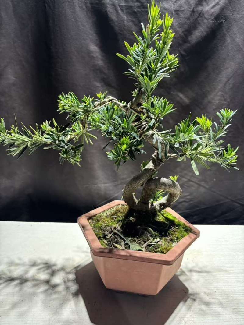 罗汉松绿植办公室桌面好养盆栽