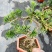 罗汉松绿植办公室桌面好养盆栽