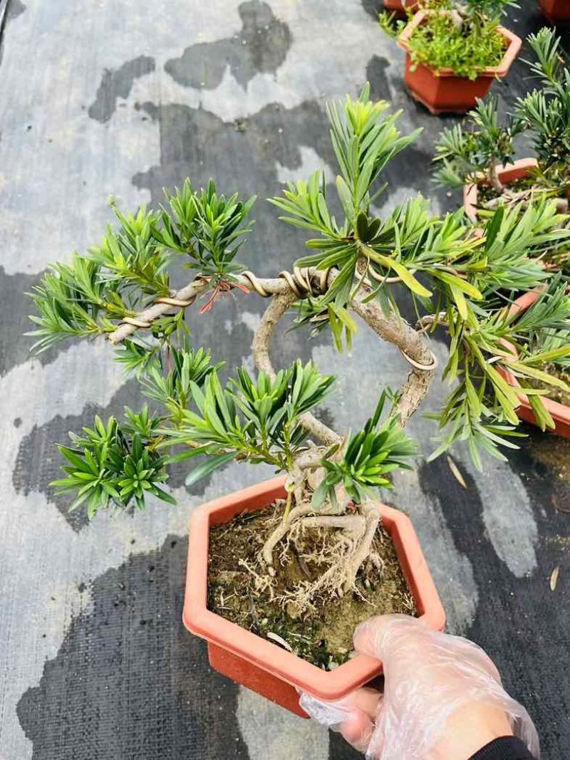 罗汉松绿植办公室桌面好养盆栽