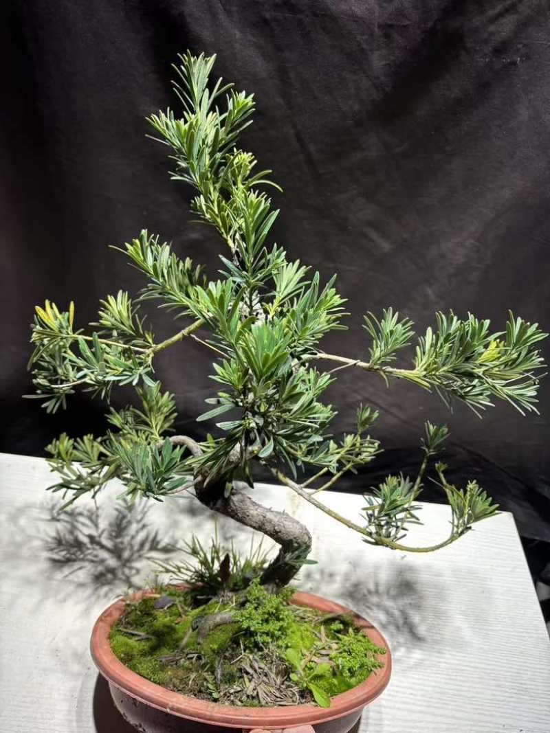 罗汉松绿植办公室桌面好养盆栽