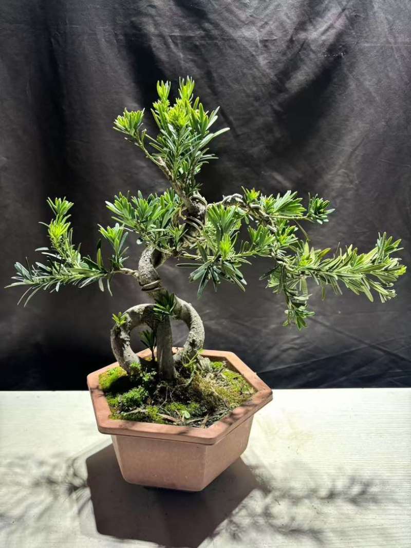 罗汉松绿植办公室桌面好养盆栽