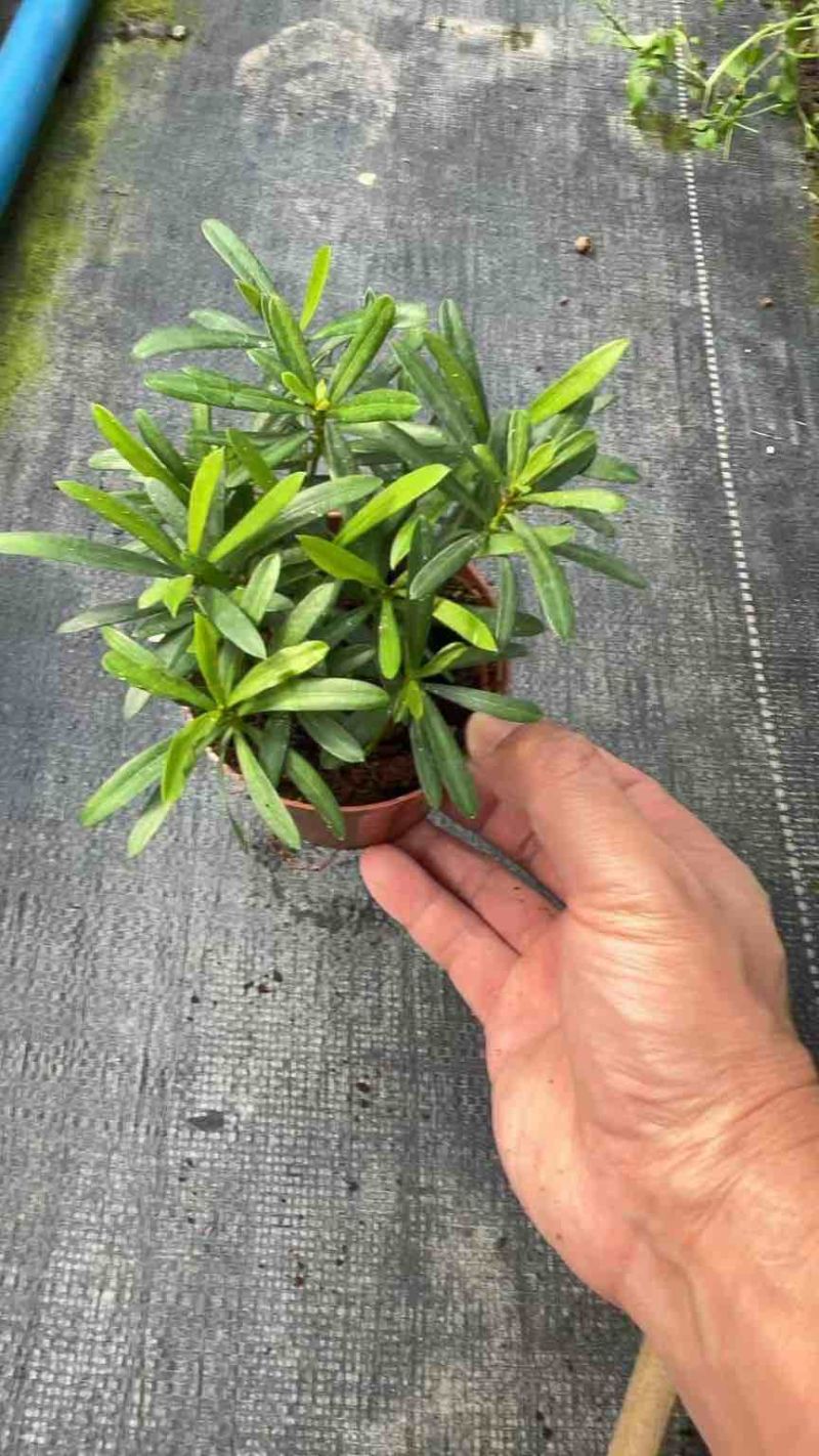 罗汉松绿植办公室桌面好养盆栽