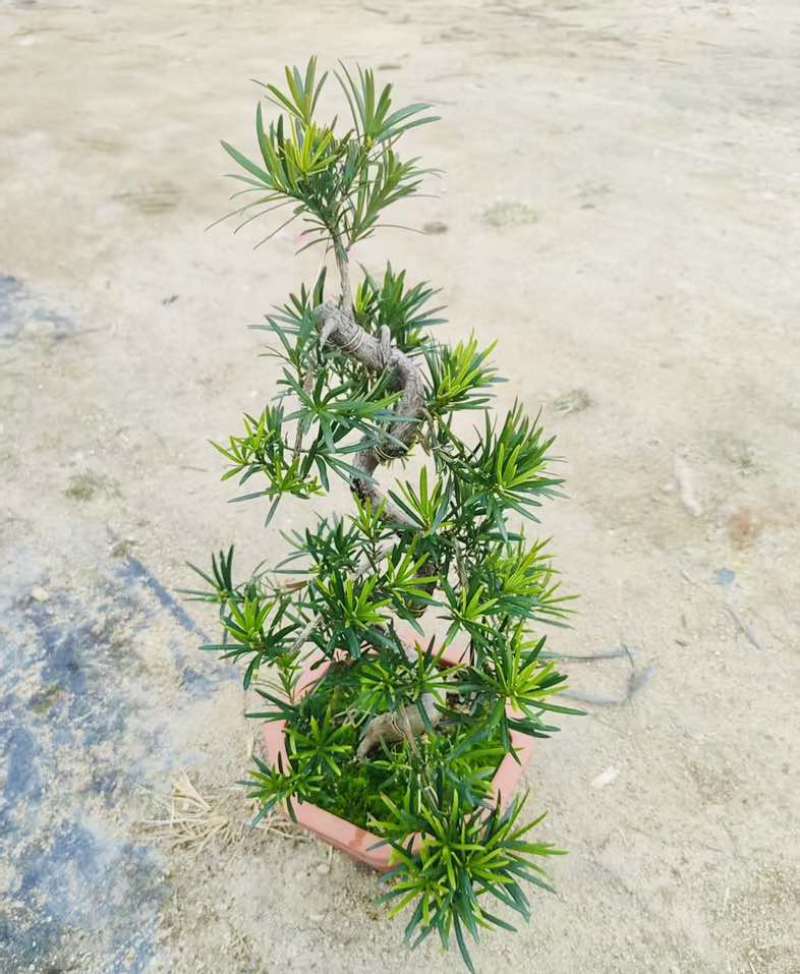 罗汉松绿植办公室桌面好养盆栽